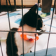 Image for article titled We Went To The Puppy Bowl And Brought Back Pictures Of Very Good Doggies And Cats